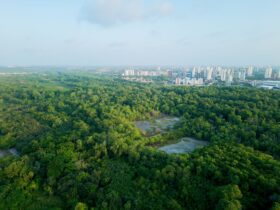 Government steps up action to tackle illegal deforestation - Photo by Nino Souza on Pexels