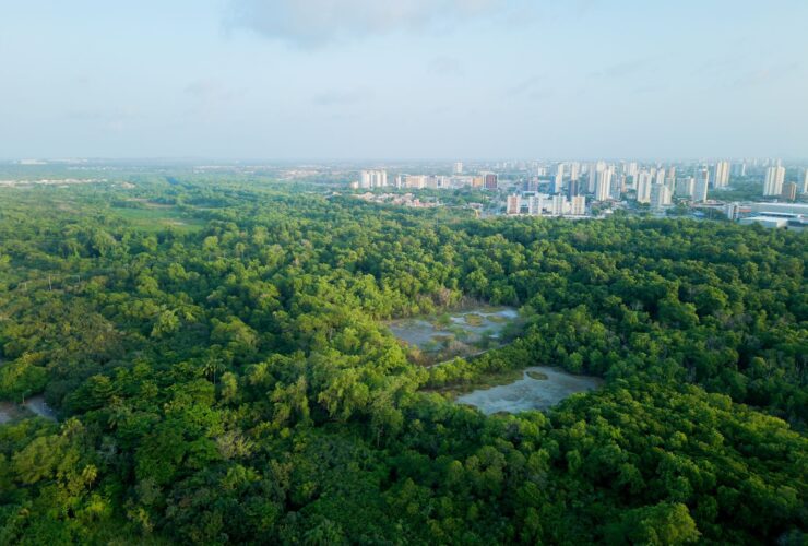 Government steps up action to tackle illegal deforestation - Photo by Nino Souza on Pexels