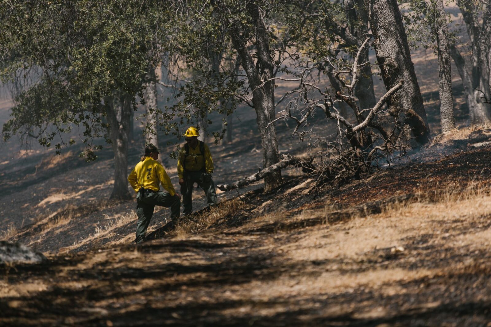 Government strengthens wildfire resilience heading into summer - Photo by RDNE Stock project on Pexels