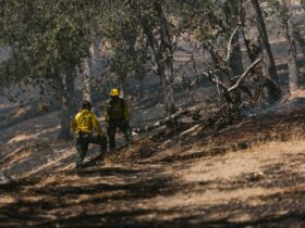 Government strengthens wildfire resilience heading into summer - Photo by RDNE Stock project on Pexels