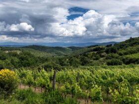 Why Georgia Is Europes Best Kept Secret for Food Lovers - Photo by Wolfgang Weiser on Pexels