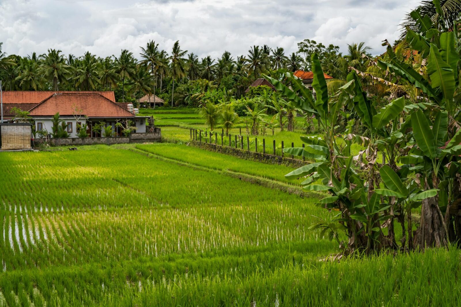 bali digital nomad visa - Photo by Evelin Magnus on Pexels