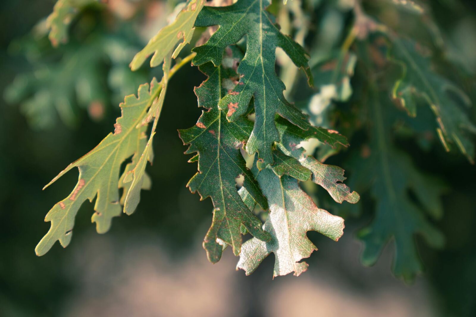 Warning on oak processionary moth issued ahead of peak season - Photo by Cafer SEVİNÇ on Pexels