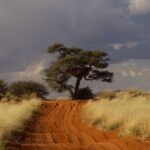 Level 1 - Diphtheria in Sub-Saharan Africa - Photo by Ryan Lansdown on Pexels