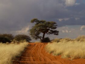 Level 1 - Diphtheria in Sub-Saharan Africa - Photo by Ryan Lansdown on Pexels