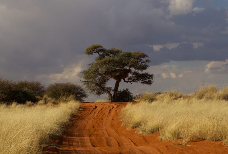 Level 1 - Diphtheria in Sub-Saharan Africa - Photo by Ryan Lansdown on Pexels