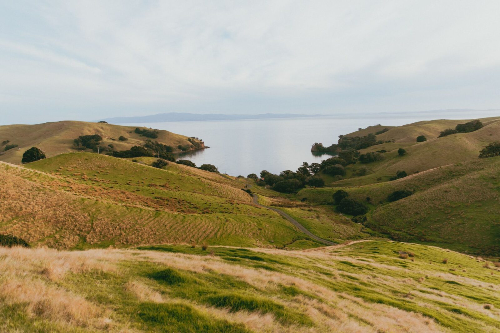AIP Visa Growth Category expands to philanthropy - Photo by Petra Reid on Pexels