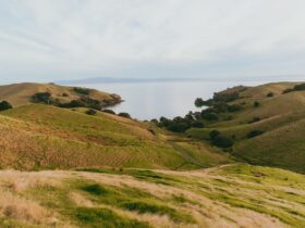 AIP Visa Growth Category expands to philanthropy - Photo by Petra Reid on Pexels