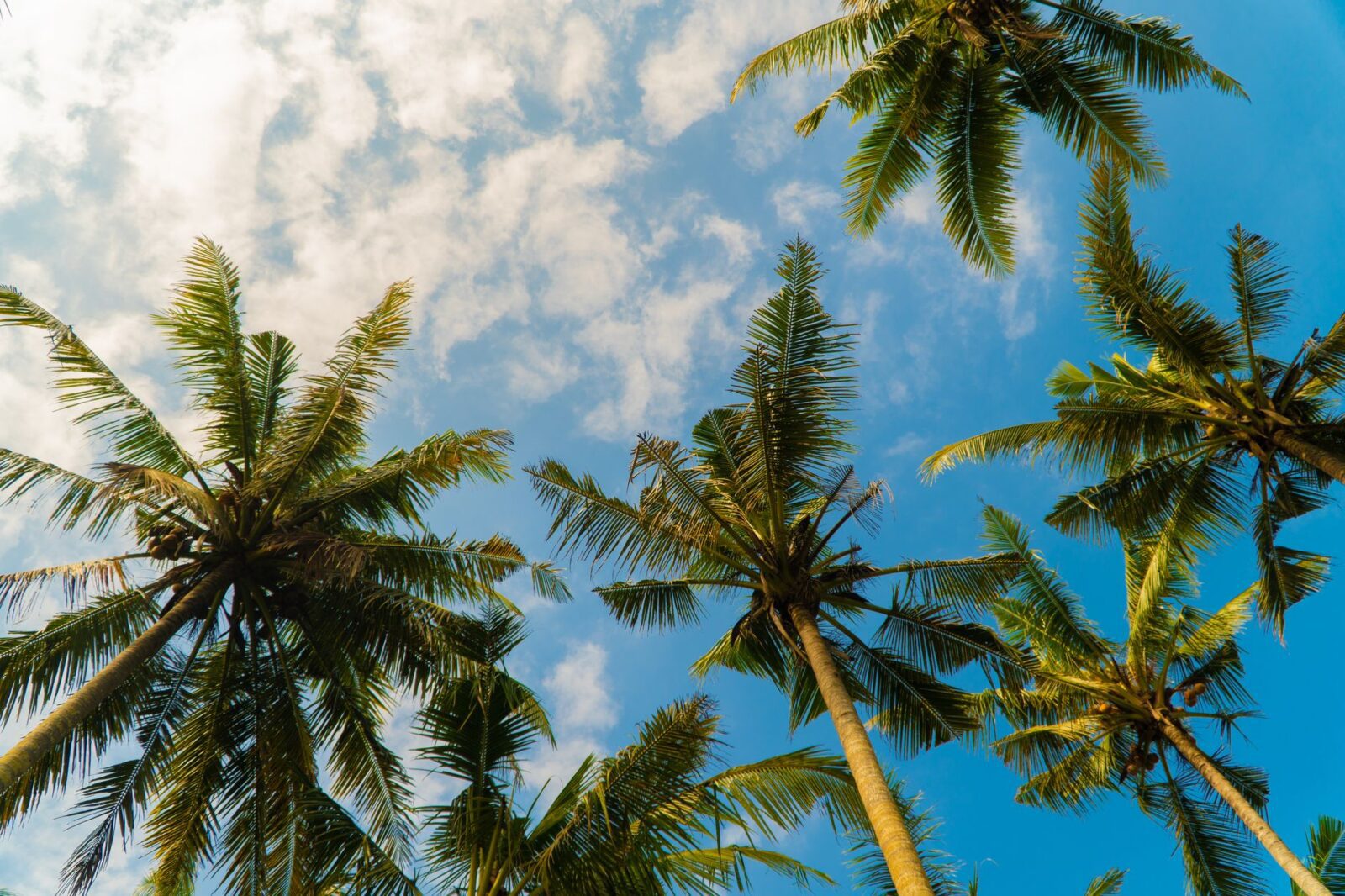 Level 2 - Chikungunya in French Guiana - Photo by Brian  photograpy on Pexels