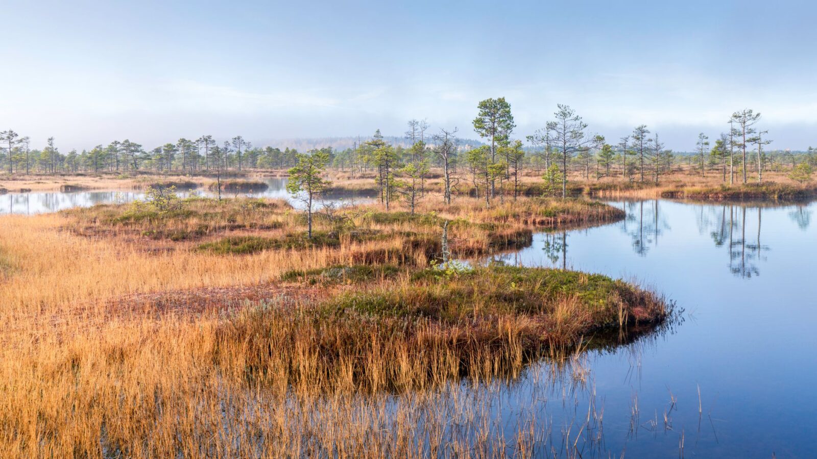Government funds North York Moors wildfire recovery - Photo by Raul Ling on Pexels