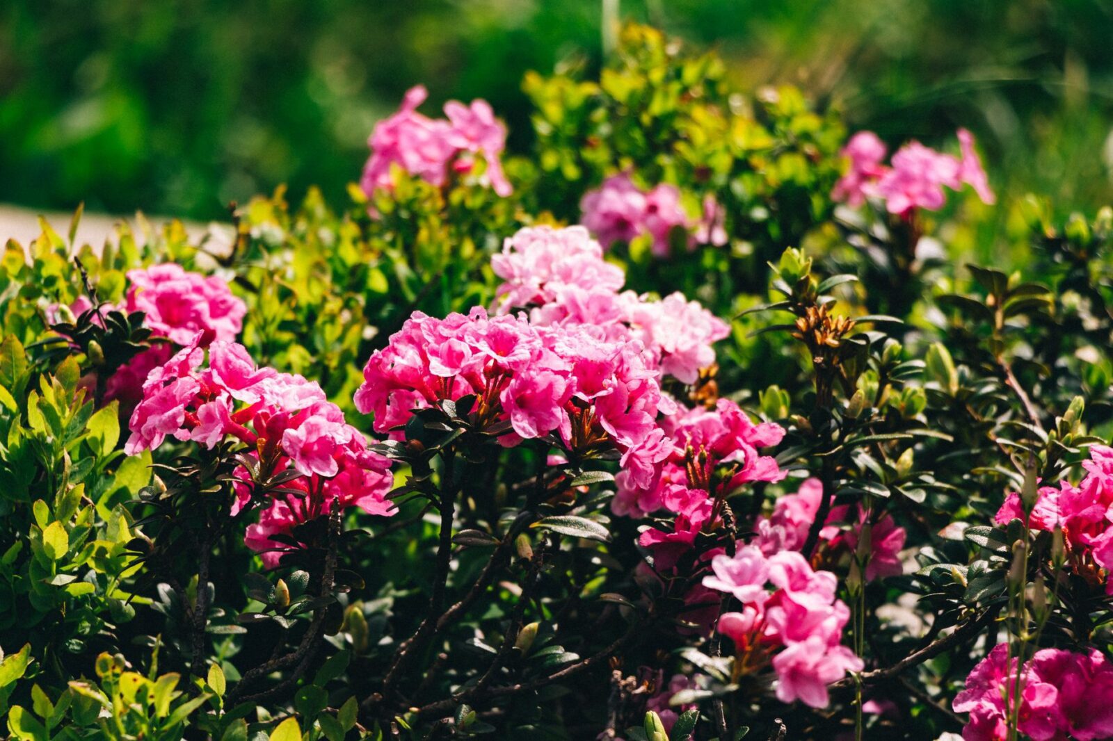 Best Time to Visit Nepal Month by Month Weather Guide - Photo by Yana Oleksiuk on Pexels