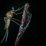 Level 2 - Chikungunya in French Guiana - Photo by Egor Kamelev on Pexels