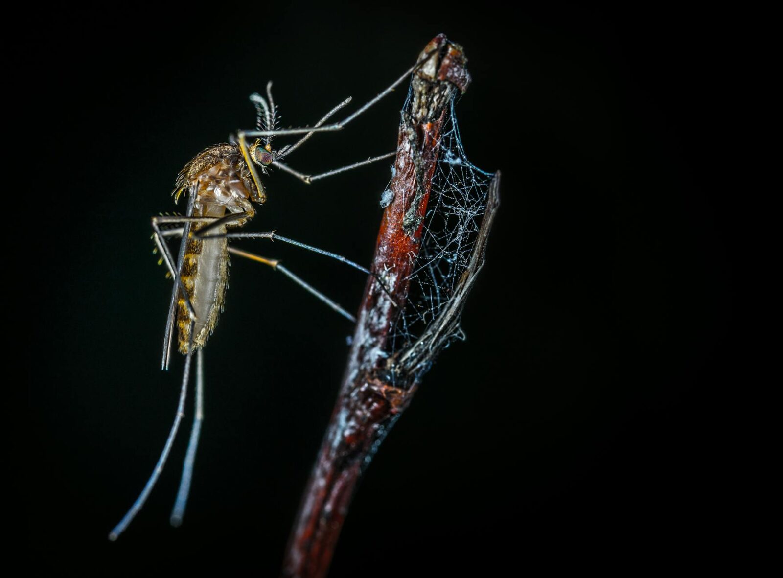 Level 2 - Chikungunya in French Guiana - Photo by Egor Kamelev on Pexels