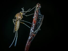 Level 2 - Chikungunya in French Guiana - Photo by Egor Kamelev on Pexels