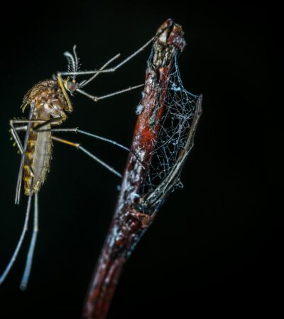 Level 2 - Chikungunya in French Guiana - Photo by Egor Kamelev on Pexels