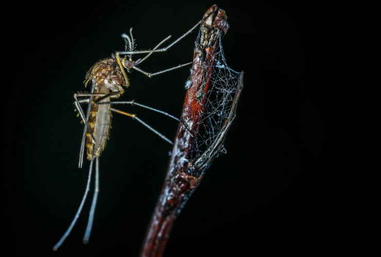 Level 2 - Chikungunya in French Guiana - Photo by Egor Kamelev on Pexels