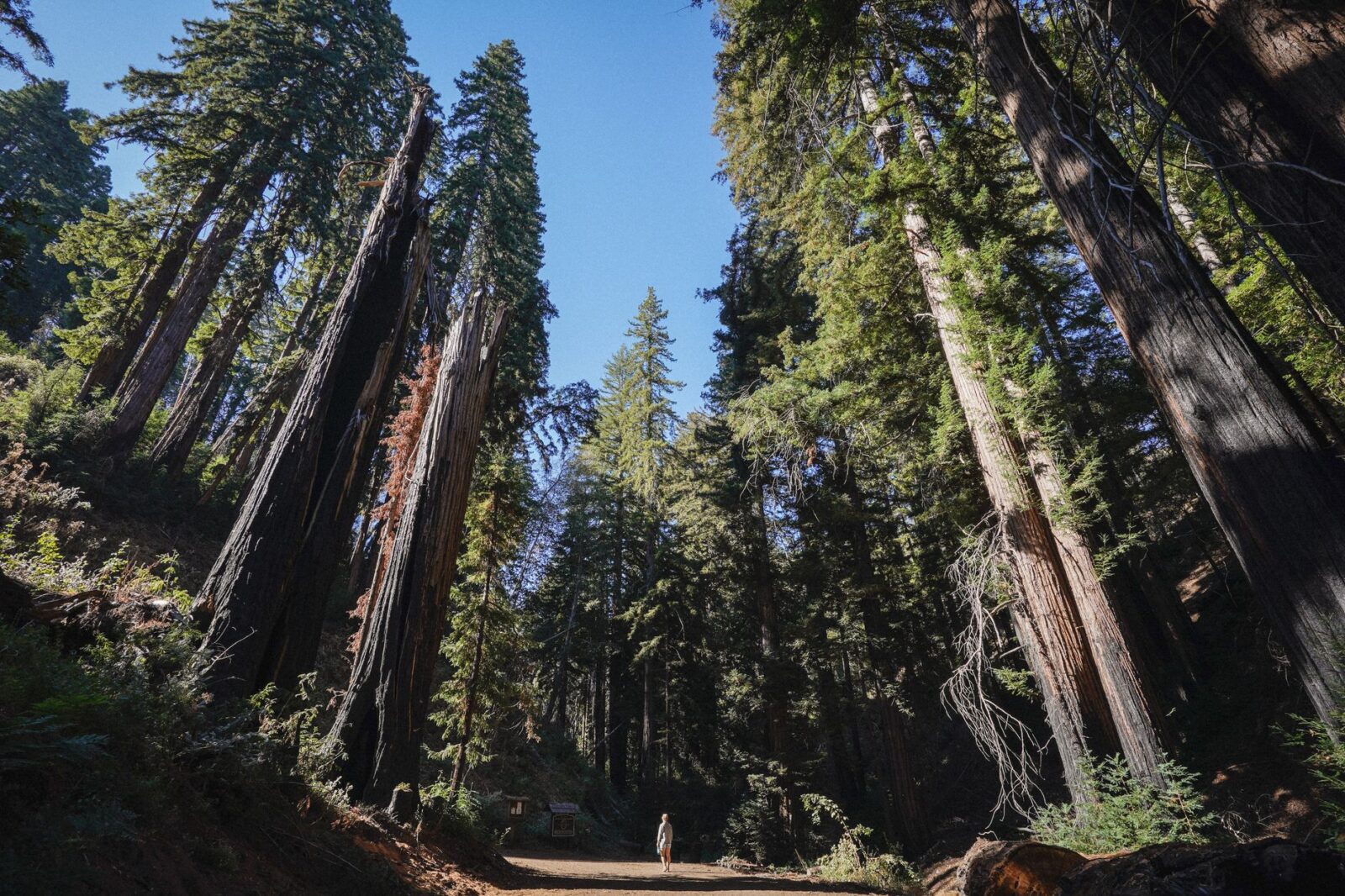 The best US national parks you should visit at least once (or twice) - Photo by Ryland zweifel on Pexels
