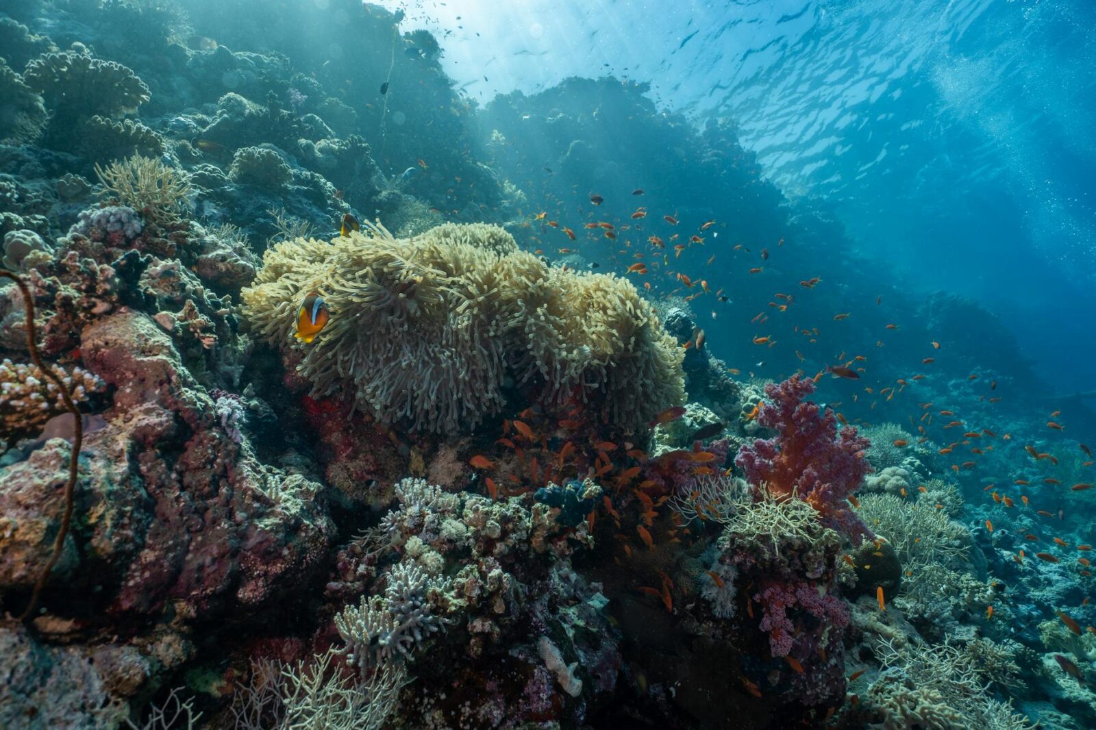 Maldives on a Budget Is It Actually Possible — Updated Guide - Photo by Saad Alaiyadhi on Pexels