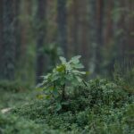 Warning on oak processionary moth issued ahead of peak season - Photo by Lauri Poldre on Pexels