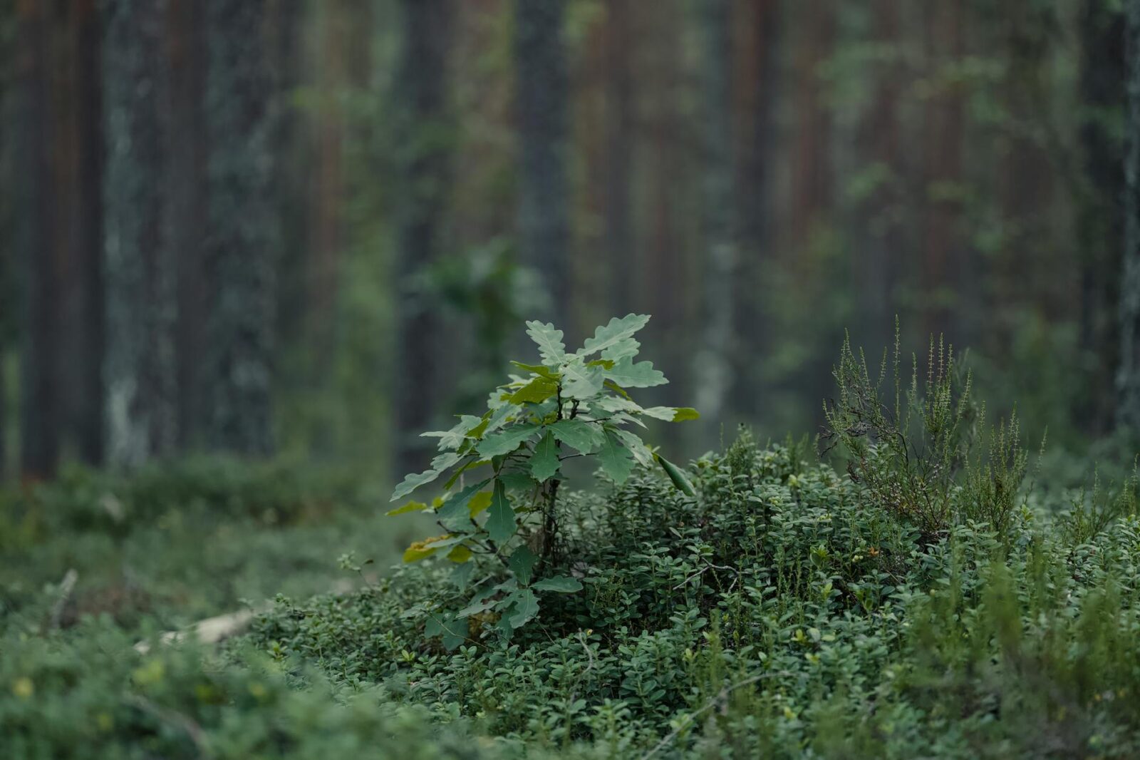 Warning on oak processionary moth issued ahead of peak season - Photo by Lauri Poldre on Pexels