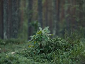 Warning on oak processionary moth issued ahead of peak season - Photo by Lauri Poldre on Pexels