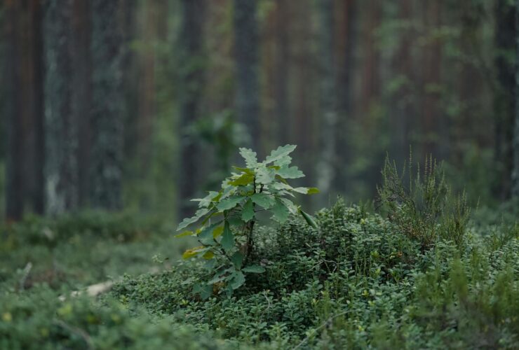 Warning on oak processionary moth issued ahead of peak season - Photo by Lauri Poldre on Pexels