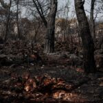 Government funds North York Moors wildfire recovery - Photo by Engin Akyurt on Pexels