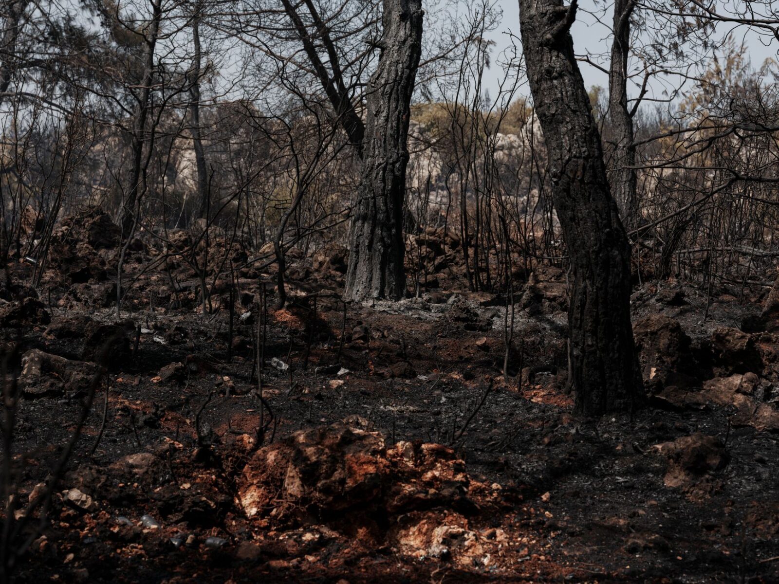 Government funds North York Moors wildfire recovery - Photo by Engin Akyurt on Pexels
