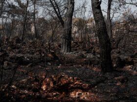 Government funds North York Moors wildfire recovery - Photo by Engin Akyurt on Pexels