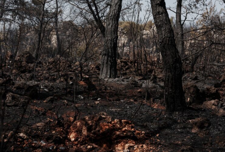 Government funds North York Moors wildfire recovery - Photo by Engin Akyurt on Pexels