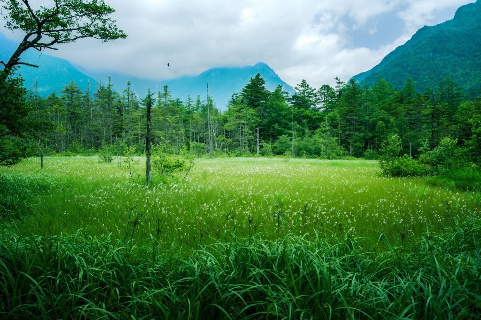 Top Hill Stations in India That Tourists Haven't Discovered Yet - Photo by Lii Chun on Pexels