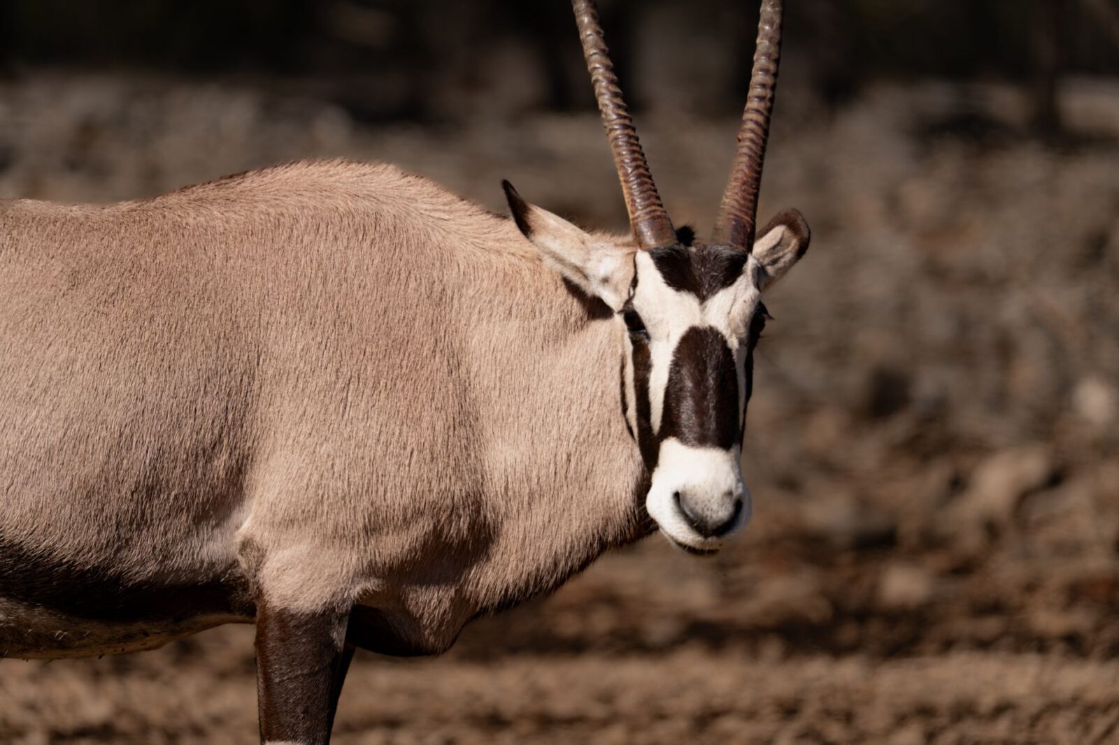 The Best Zoos in the World for Lions and Tigers and Bears, Oh My! - Photo by Brett Aukburg on Pexels