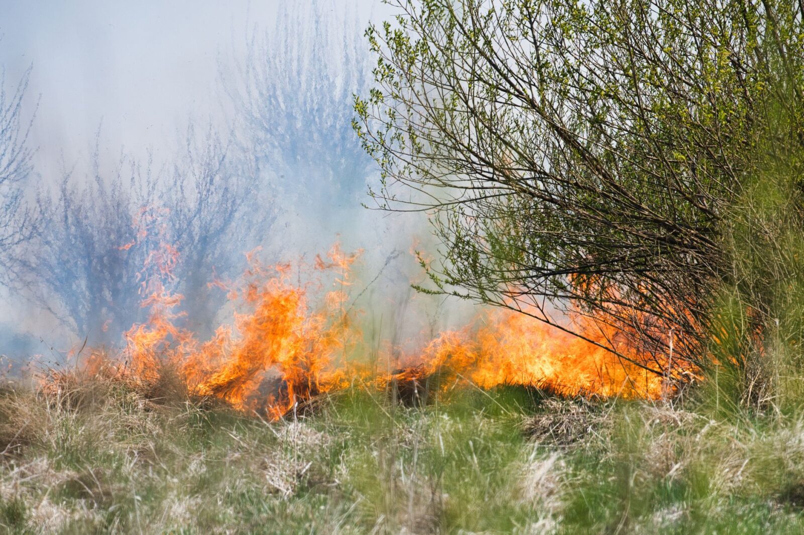 Government strengthens wildfire resilience heading into summer - Photo by Michal Petráš on Pexels