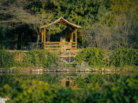 The Healing Power of A Solo Wellness Retreat - Photo by Beyza Oruk on Pexels