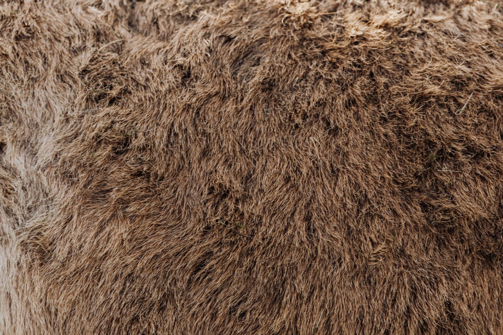 Bluetongue virus: from reporting to results - Photo by https://kaboompics.com/ on Pexels