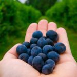 9 Hotels on Working Farms Where You Can Berry Pick, Hang Out With Animals, and Eat Fresh From the Field - Photo by Joshua Woroniecki on Pexels