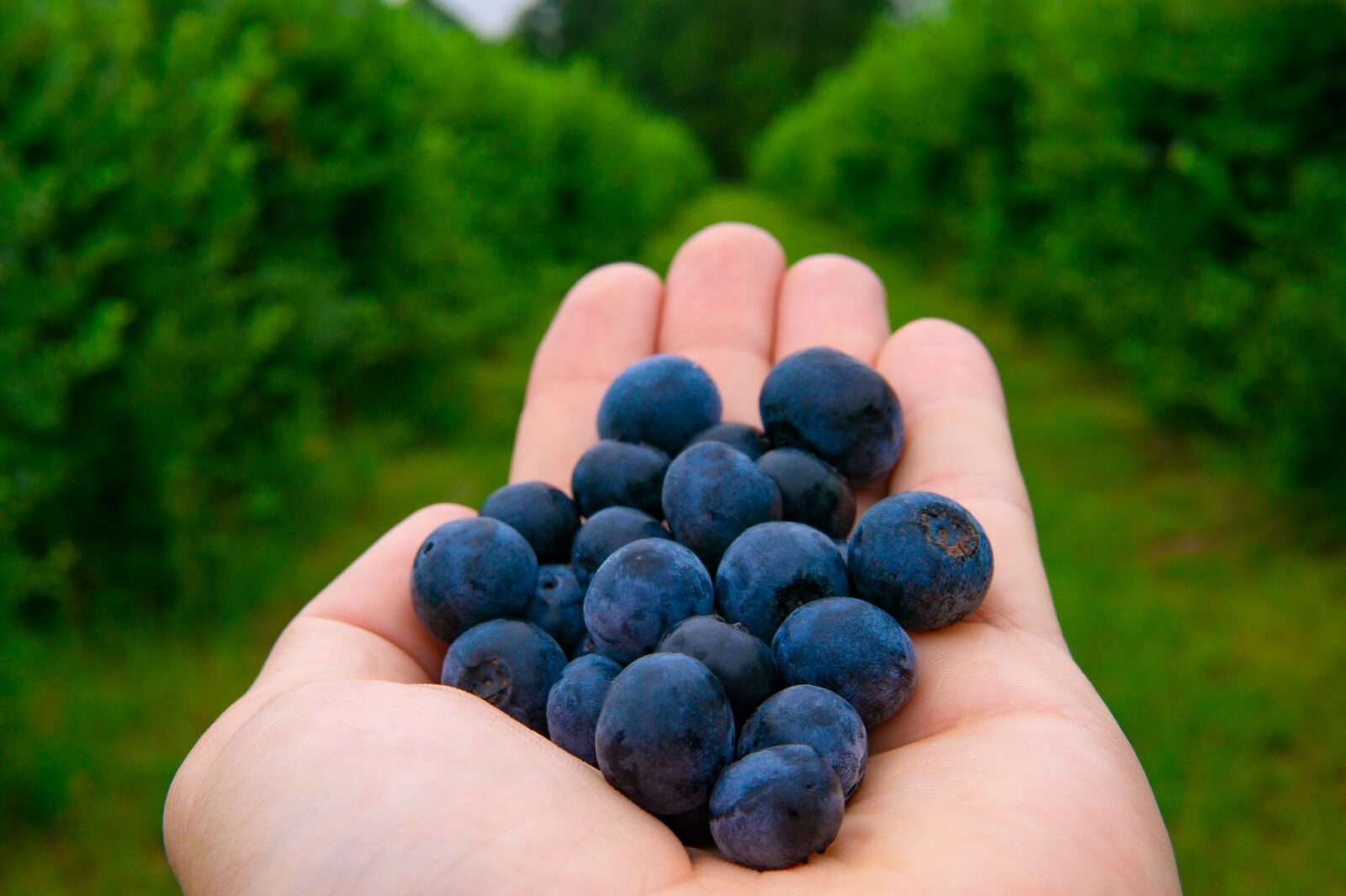 9 Hotels on Working Farms Where You Can Berry Pick, Hang Out With Animals, and Eat Fresh From the Field - Photo by Joshua Woroniecki on Pexels