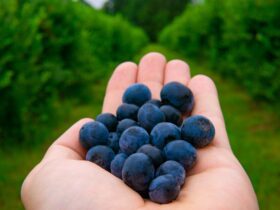 9 Hotels on Working Farms Where You Can Berry Pick, Hang Out With Animals, and Eat Fresh From the Field - Photo by Joshua Woroniecki on Pexels