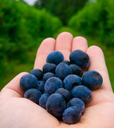 9 Hotels on Working Farms Where You Can Berry Pick, Hang Out With Animals, and Eat Fresh From the Field - Photo by Joshua Woroniecki on Pexels