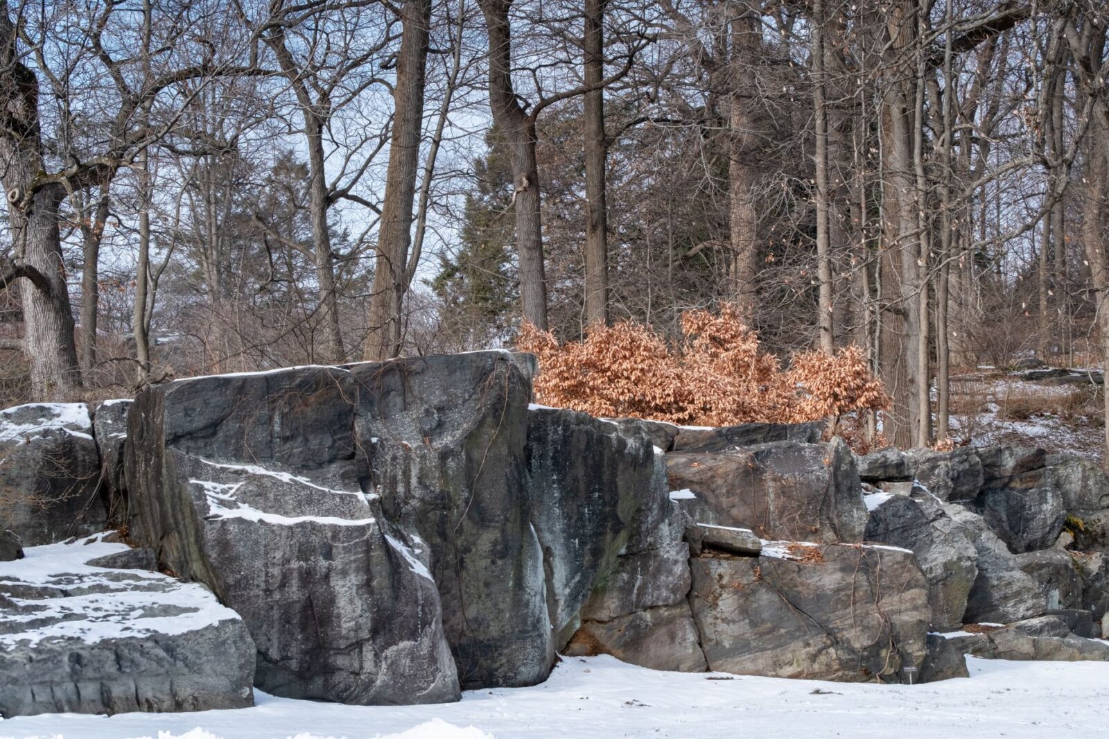 On a ‘Secrets of Central Park’ Tour, I Saw a Different Side of Manhattan’s Beloved Backyard - Photo by _ Whittington on Pexels