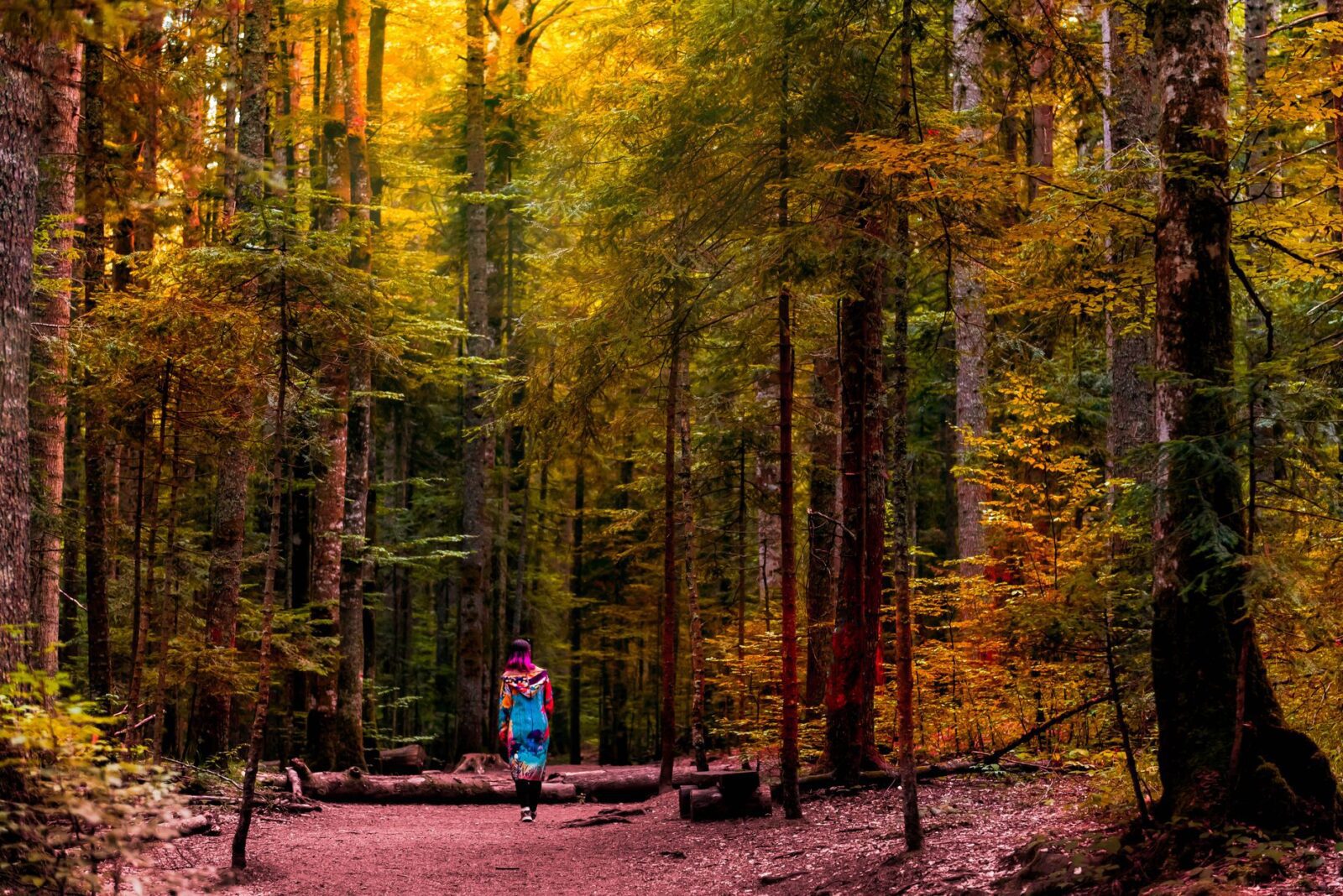 best places to visit in canada - Photo by Bojan Petkovic on Pexels