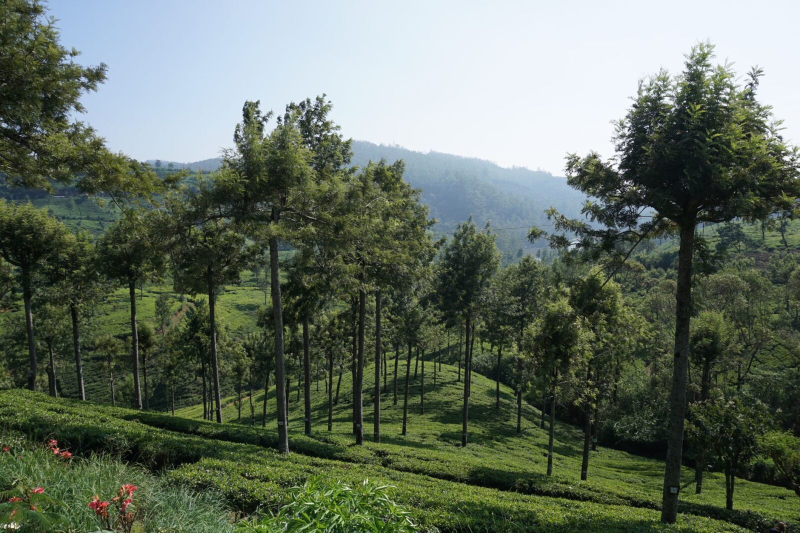 Top Hill Stations in India That Tourists Haven't Discovered Yet - Photo by Tamjeed A on Pexels