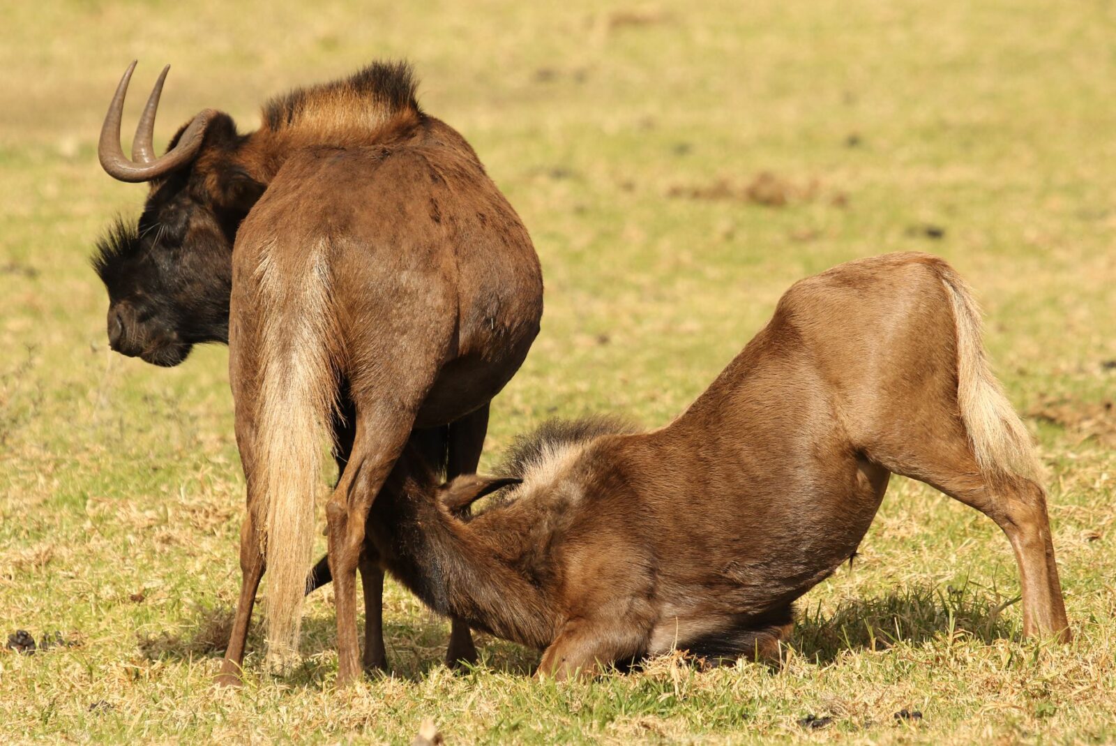 Reframe the Great Migration as a Season-Led Safari Journey, Not a Single Moment - Photo by Derek Keats on Pexels