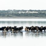 Reframe the Great Migration as a Season-Led Safari Journey, Not a Single Moment - Photo by Hugo Sykes on Pexels