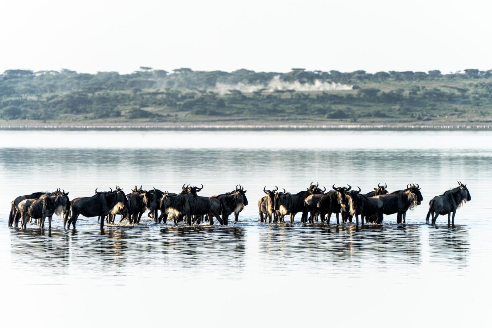 Reframe the Great Migration as a Season-Led Safari Journey, Not a Single Moment - Photo by Hugo Sykes on Pexels