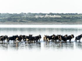Reframe the Great Migration as a Season-Led Safari Journey, Not a Single Moment - Photo by Hugo Sykes on Pexels