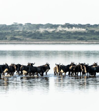Reframe the Great Migration as a Season-Led Safari Journey, Not a Single Moment - Photo by Hugo Sykes on Pexels