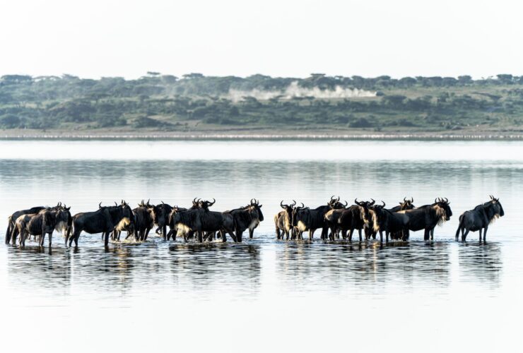Reframe the Great Migration as a Season-Led Safari Journey, Not a Single Moment - Photo by Hugo Sykes on Pexels