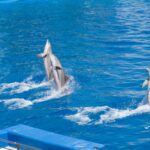 SeaWorld Parks Promo Codes August 2026 | Condé Nast Traveler - Photo by Domenico Bandiera on Pexels