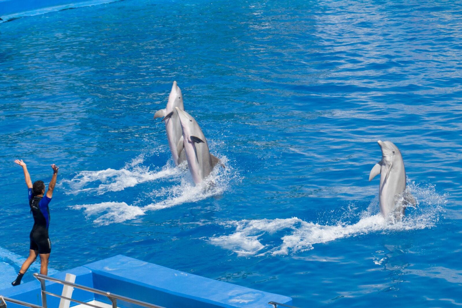 SeaWorld Parks Promo Codes August 2026 | Condé Nast Traveler - Photo by Domenico Bandiera on Pexels